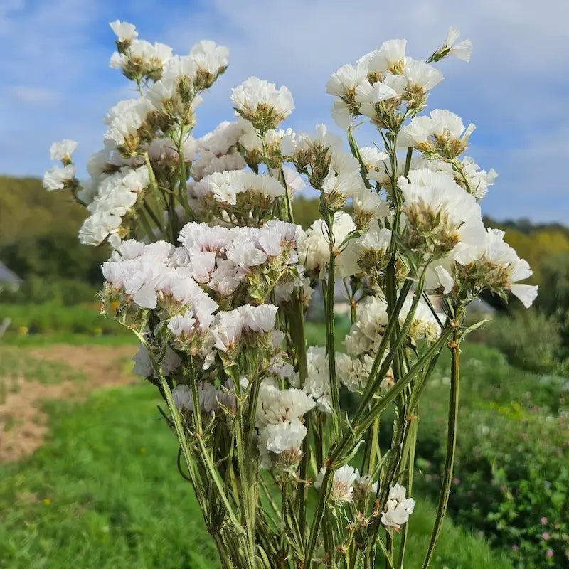 Botte de statice blanc séché (Limonium sinuatum), la fleur de remplissage volumineuse par excellence, intemporelle et extrêmement robuste.
