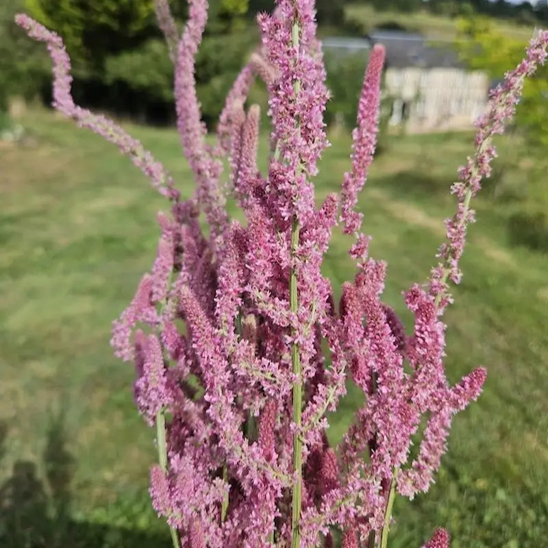 botte de statice suworowii rose, pink poker, issue de notre ferme florale en Normandie