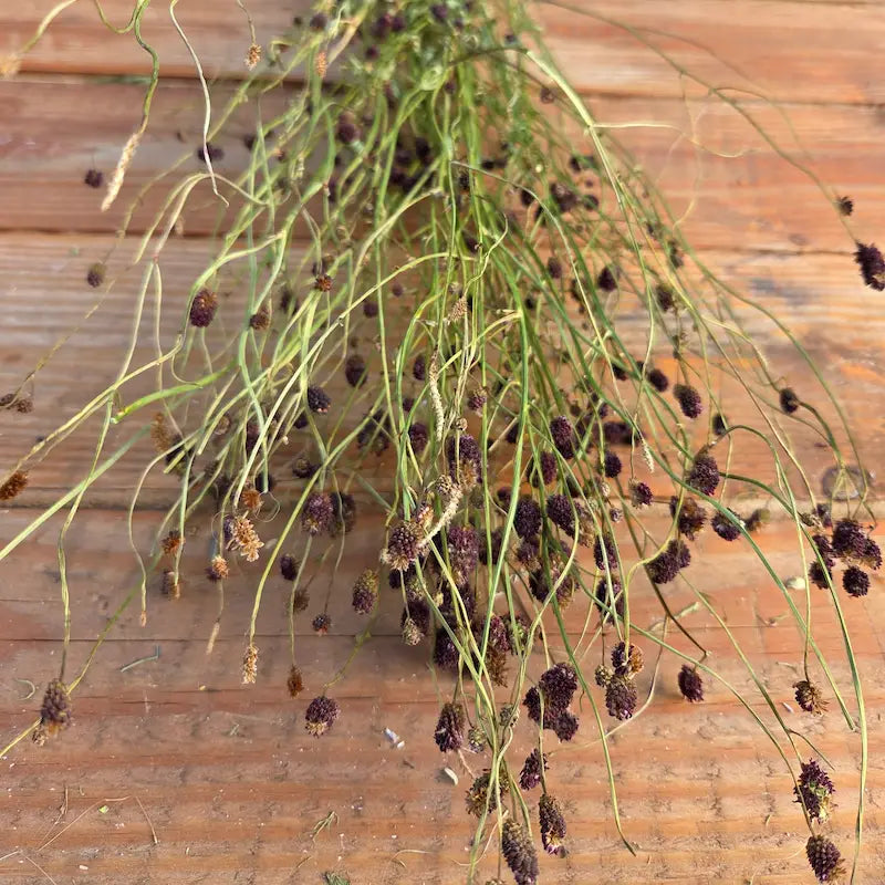 Tiges dansantes et capricieuses de Sanguisorba apportant un mouvement naturel et de la hauteur à un grand bouquet de mariée déstructuré.