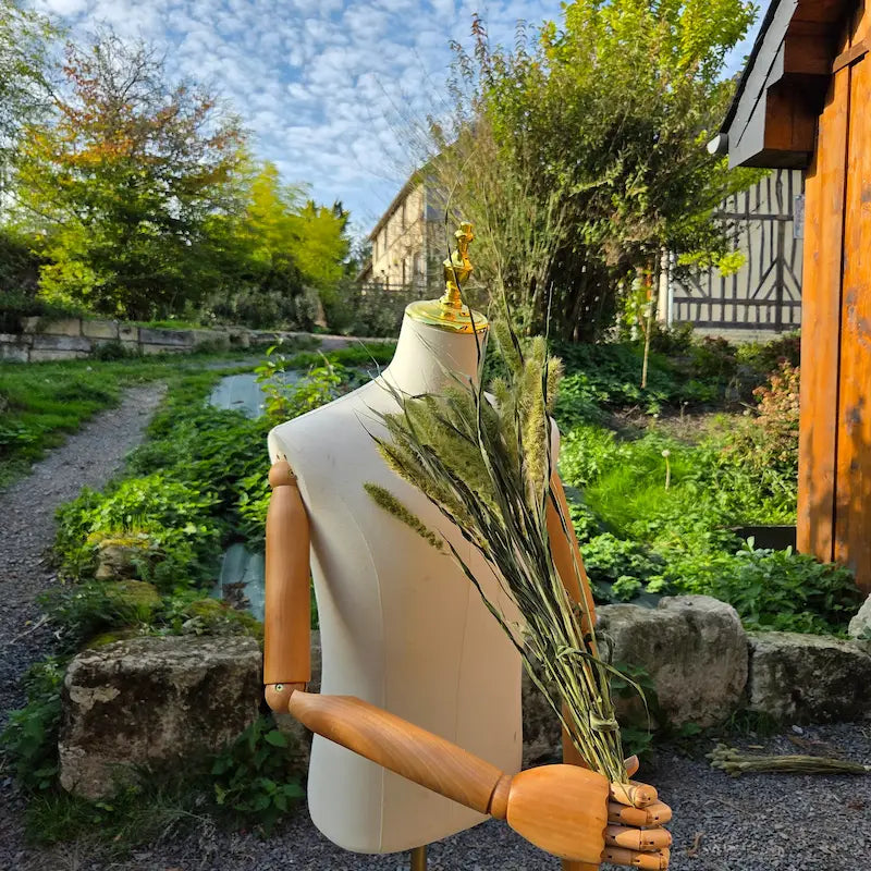 Botte généreuse de Sétaire verte d'environ 20 tiges, soigneusement alignées pour les besoins des projets DIY pointus.