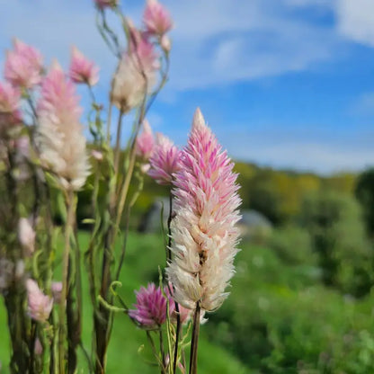 Zoom sur une fleur séchée de Flamingo dans la ferme florale des Fleurs de la Clarté