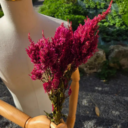 botte de fleurs séchées naturelles de célosie plumeuse rose cultivée en Normandie