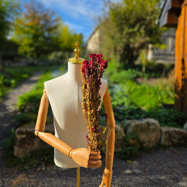 Tiges charnues de Célosie crête de coq, une véritable merveille botanique atypique cultivée avec passion et soin par nos fleuristes paysans.