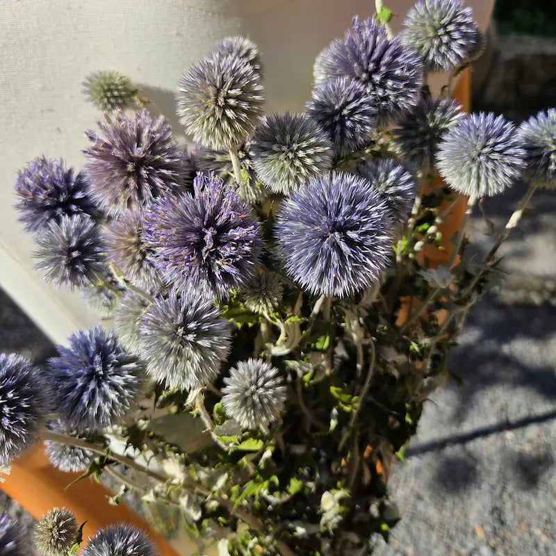 Centre de table DIY sophistiqué pour mariage d'hiver, intégrant la géométrie froide et l'élégance architecturale de l'Echinops bleu.