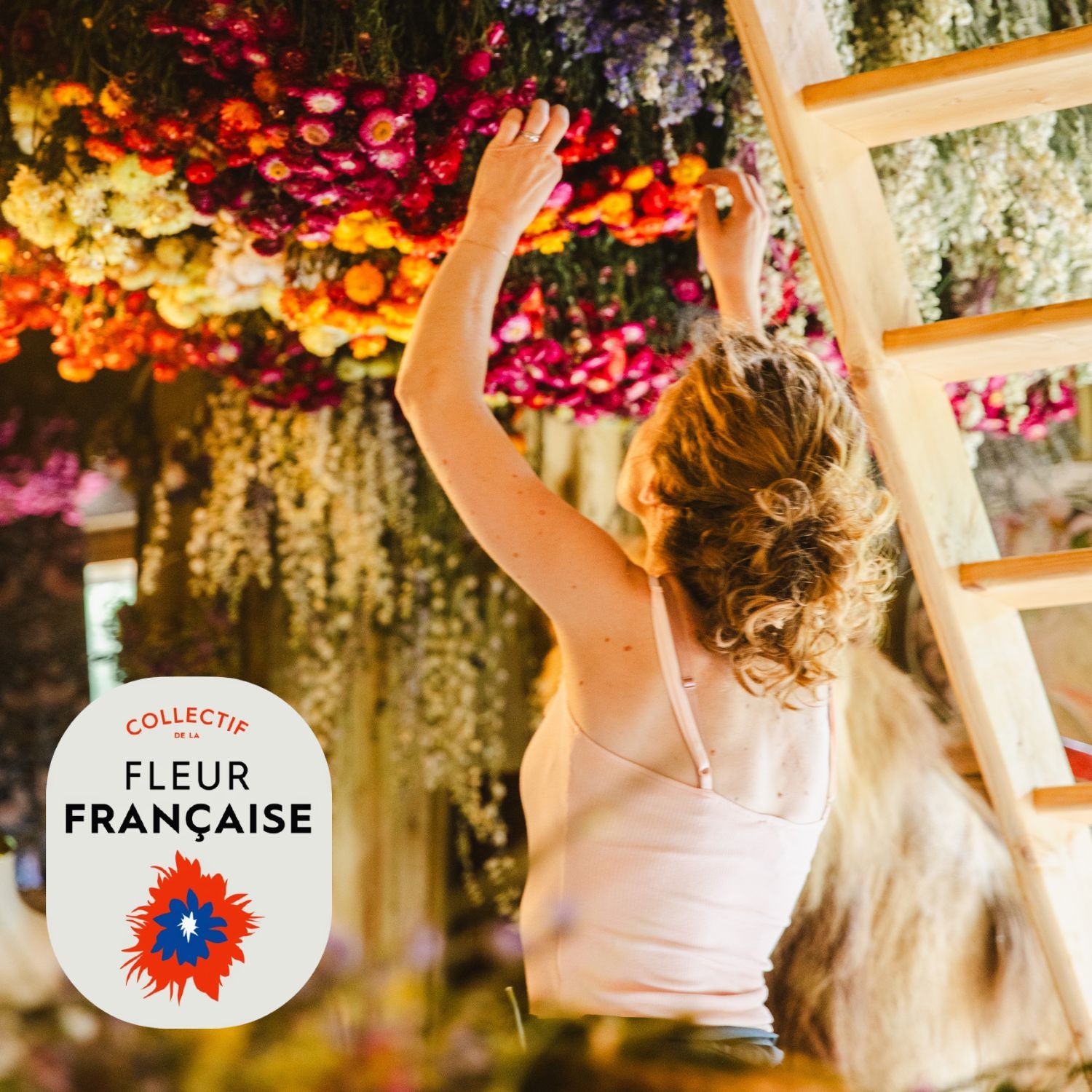 Charlotte sélectionnant des fleurs séchées suspendues dans le séchoir de la ferme. Membre certifié du Collectif de la Fleur Française garantissant une production locale et durable.