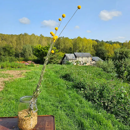 Tiges dressées et lisses de Craspedia Globosa, plante vivace cultivée avec le plus grand respect de l'environnement normand.
