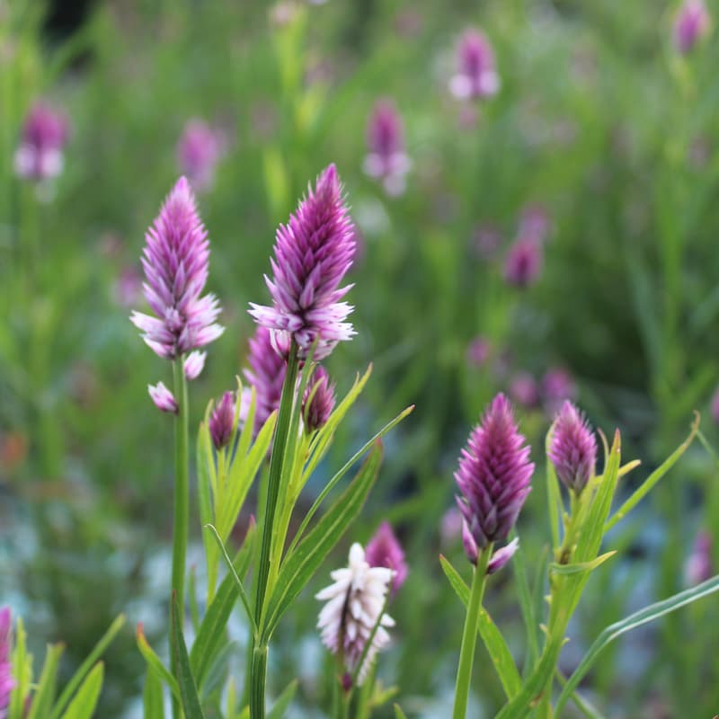 Célosie flamingo en pleine explosion dans un champs de fleurs des Fleurs de la Clarté