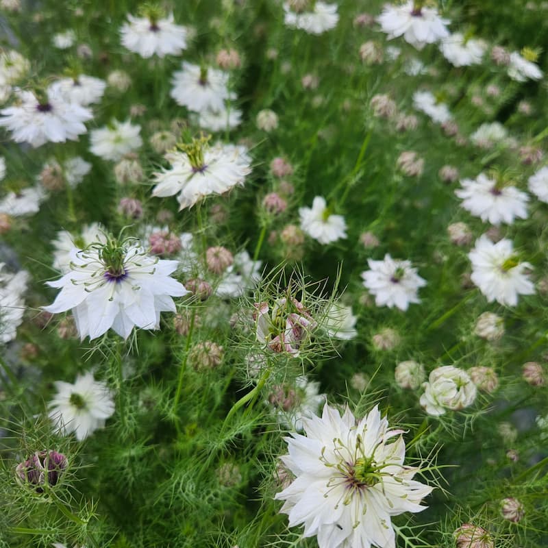 Champs de Nigelle de Damas, fleurs blanches et premières capsules en fomation pour les fleurs séchées de la ferme florale des Fleurs de la Clarté