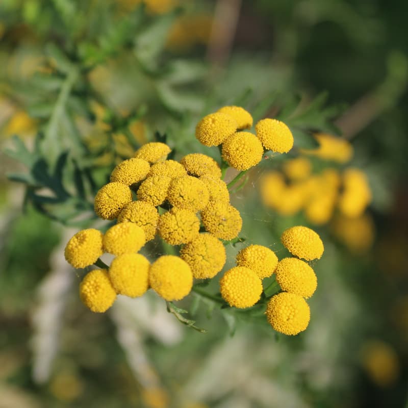 Gros plan sur une fleur de Tanaisie cultivée dans la ferme florale des Fleurs de la Clarté dans le Calavados