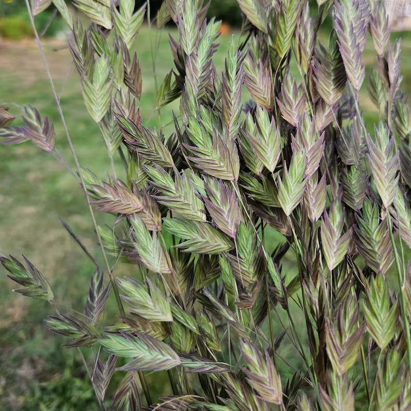 Zoom sur du chasmanthium latifolium cultivée par les Fleurs de la Clarté dans leur ferme florale à St Jouin