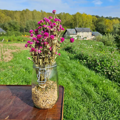 Calibrage des tiges de Gomphrena violet issu des cultures entièrement naturelles de Fleurs de la Clarté, sans engrais chimiques.