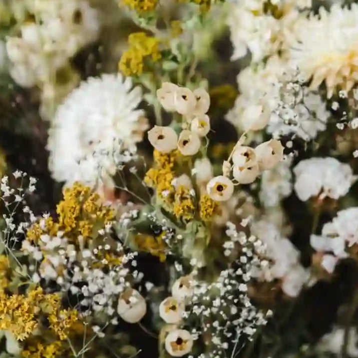 Détail de la nigelle de Damas et des immortelles jaune pâle du bouquet de fleurs séchées bohème Étretat
