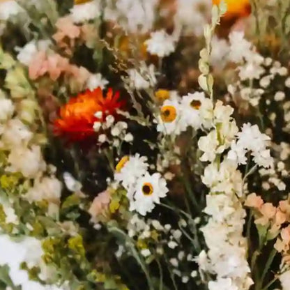 Gros plan sur les immortelles orangées et l'ammobium blanc pur du bouquet automnal Bayeux
