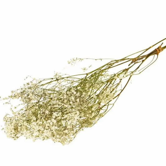 Gypsophile séché blanc naturel