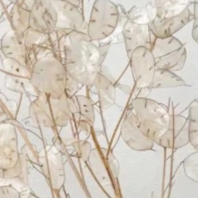Botte de monnaie du pape séchée naturelle, plante aussi appelée Lunaire, offrant de larges disques nacrés translucides au charme vintage inégalable.