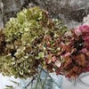 Hortensia séché naturel