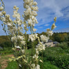 Delphinium blanc séchée