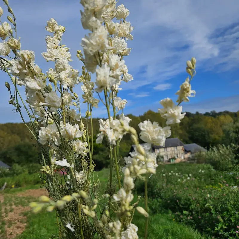 Hampes florales de Delphinium blanc de première qualité cultivé en Normandie, une splendide alternative durable aux fleurs blanches d'importation.