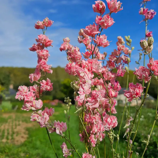 Botte de delphinium minutieusement confectionnée et calibrée artisanalement dans la pénombre de la grange de séchage de notre ferme normande.