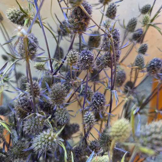 Détail macroscopique des bractées épineuses acérées et de la fascinante couleur gris-bleu argenté entièrement naturelle du panicaut.