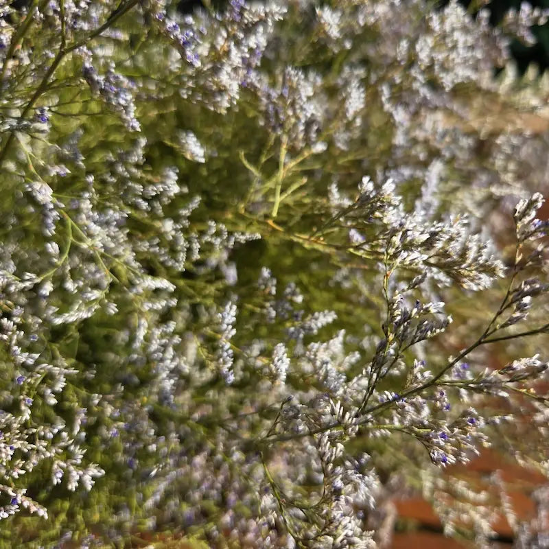 Architecture arachnéenne et géométrie incroyablement délicate du statice caspia, formant de près un véritable brouillard floral lilas 100% naturel.