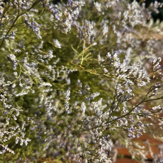 Architecture arachnéenne et géométrie incroyablement délicate du statice caspia, formant de près un véritable brouillard floral lilas 100% naturel.