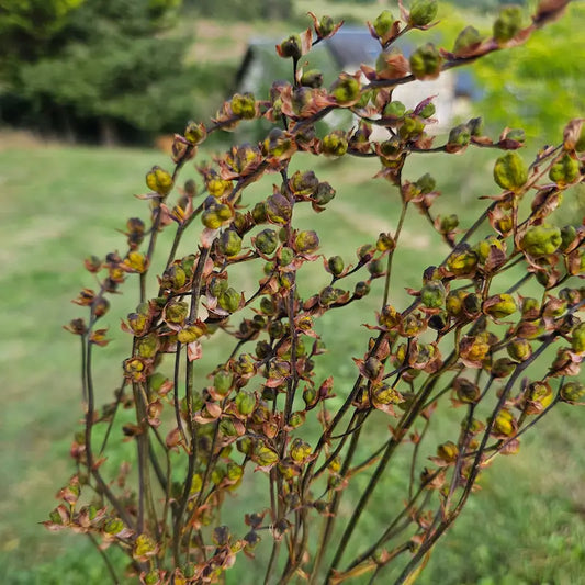 Gros plan sur les jolies gousses lignifiées et texturées du crocosmia séché, apportant une touche rustique et subtilement boisée.
