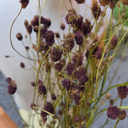Gros plan sur la texture étonnante du capitule oblong, texturé et d'un pourpre profond du Sanguisorba après un lent séchage en grange.