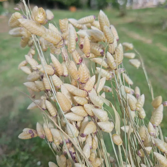 Gros plan sur les grelots tremblants de la Briza maxima, séchée avec un soin extrême pour conserver sa teinte vert d'eau.