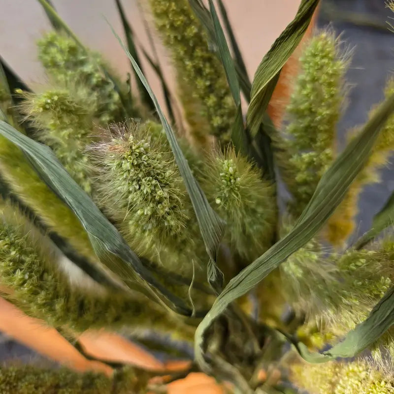Rendu éclatant des épillets de la Sétaire verte, dont la délicate chlorophylle est préservée par un séchage dans l'obscurité.