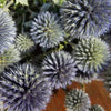 Echinops bleu séché