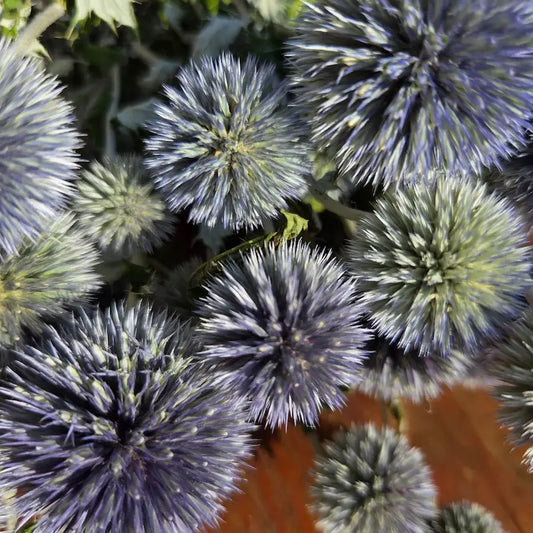 Texture ultra-détaillée des têtes étoilées aux reflets bleu acier et métallique de l'Echinops, séché lentement dans l'obscurité.