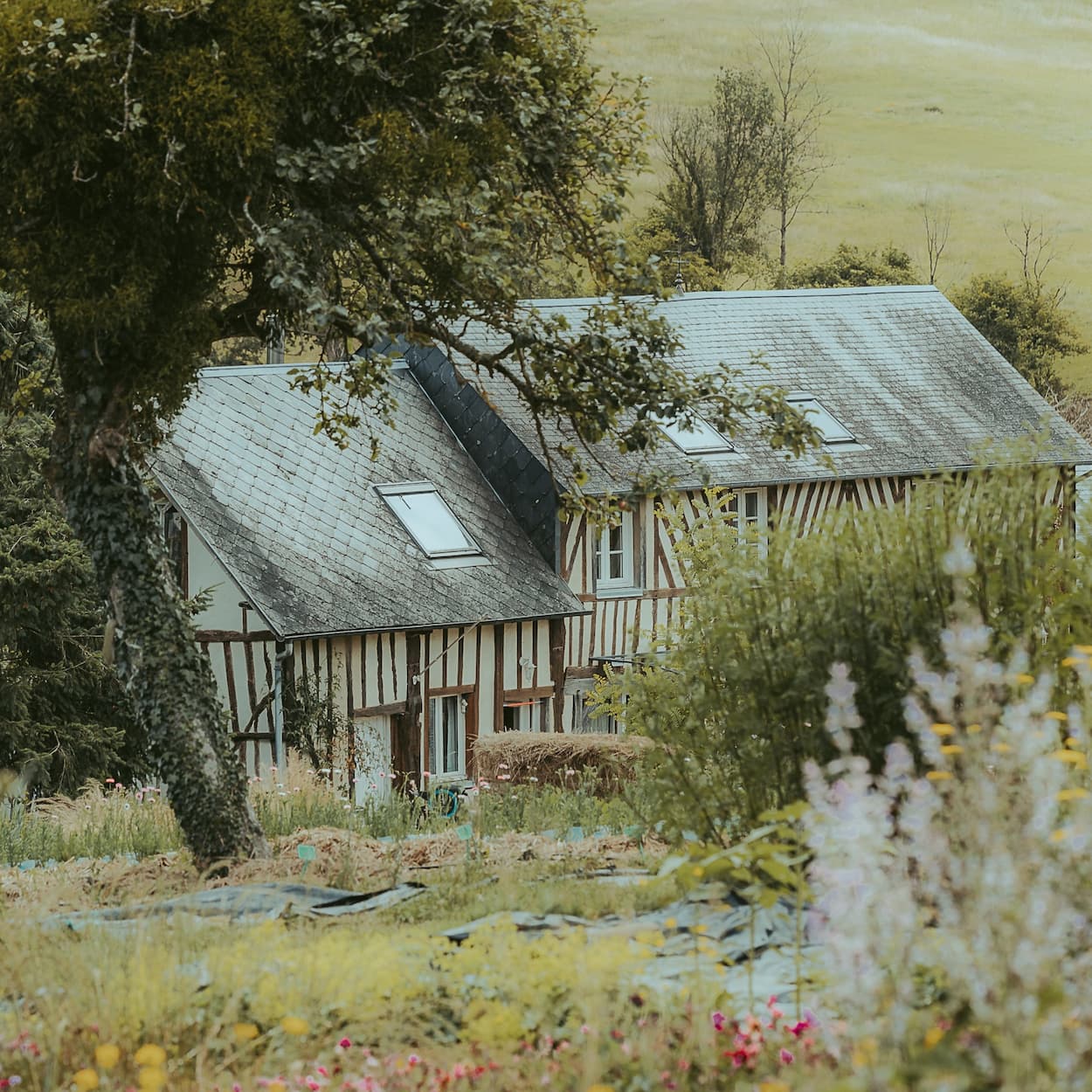 La ferme florale Fleurs de la Clarté : une authentique maison normande à colombages au cœur d'un jardin cultivé en permaculture respectueuse.
