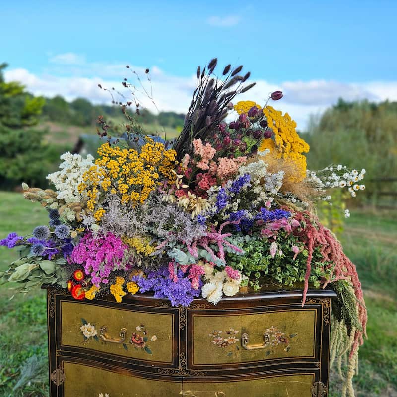 Large variété de fleurs séchées présentées sur une commode, fleurs séchées naturelles et francaises de la ferme florale des Fleurs de la Clarté 