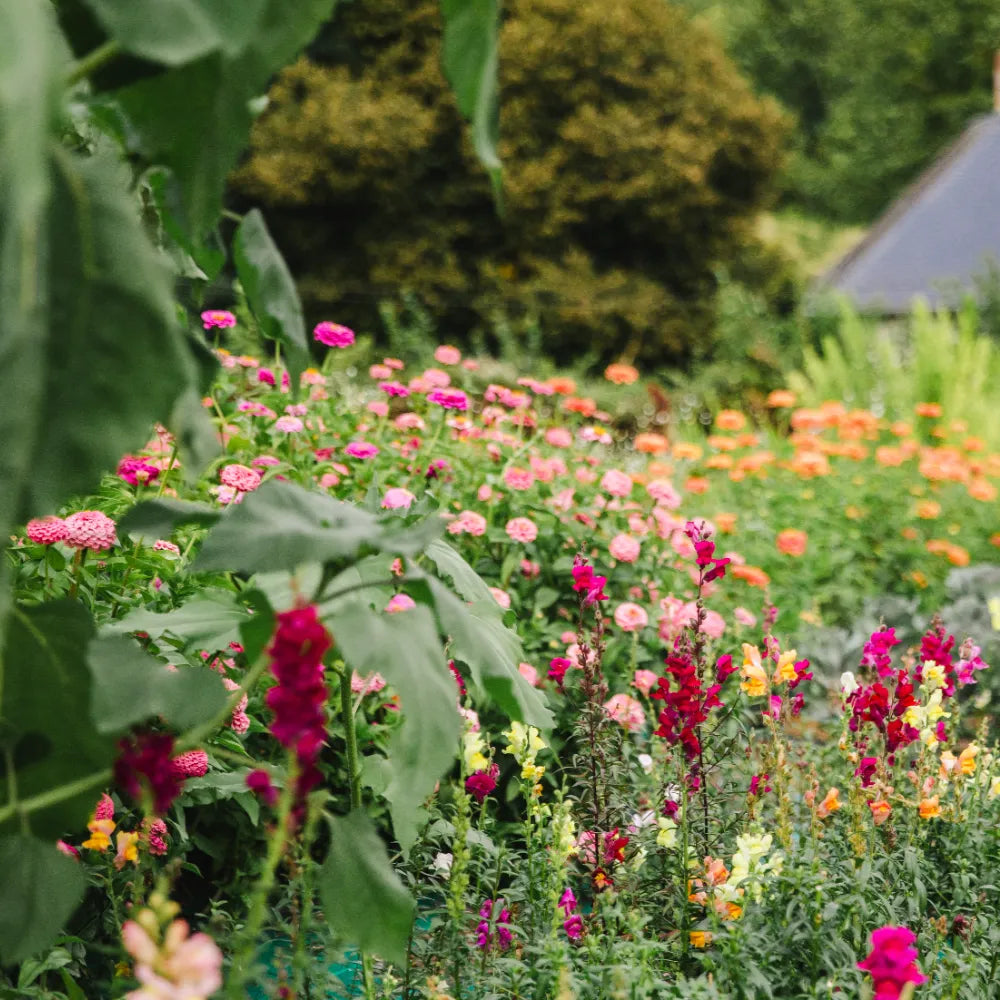 champs de fleurs en Normandie dans la ferme florale des Fleurs de la Clarté spécialisée dans la culture des fleurs séchées. 