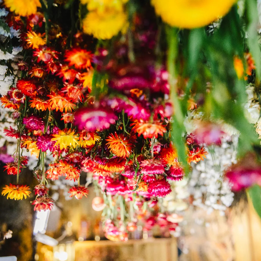 bottes de fleurs séchées immortelles suspendues tête en bas dans le séchoir de la ferme florale des Fleurs de la Clarté