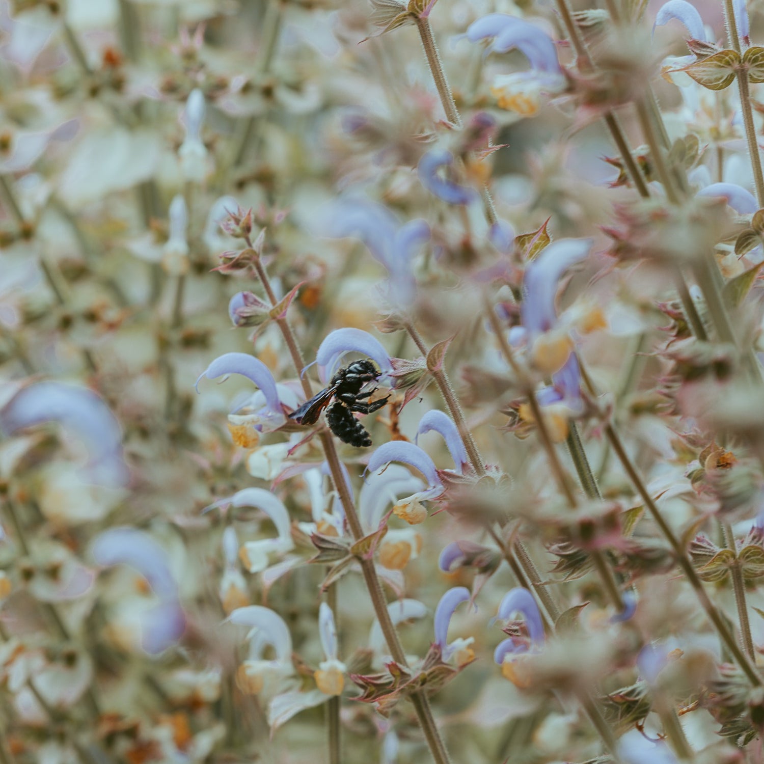 abeille noire vue dans les champs de fleurs de la ferme florale normande Fleurs de la Clarté membre du collectif de la fleur francaise 