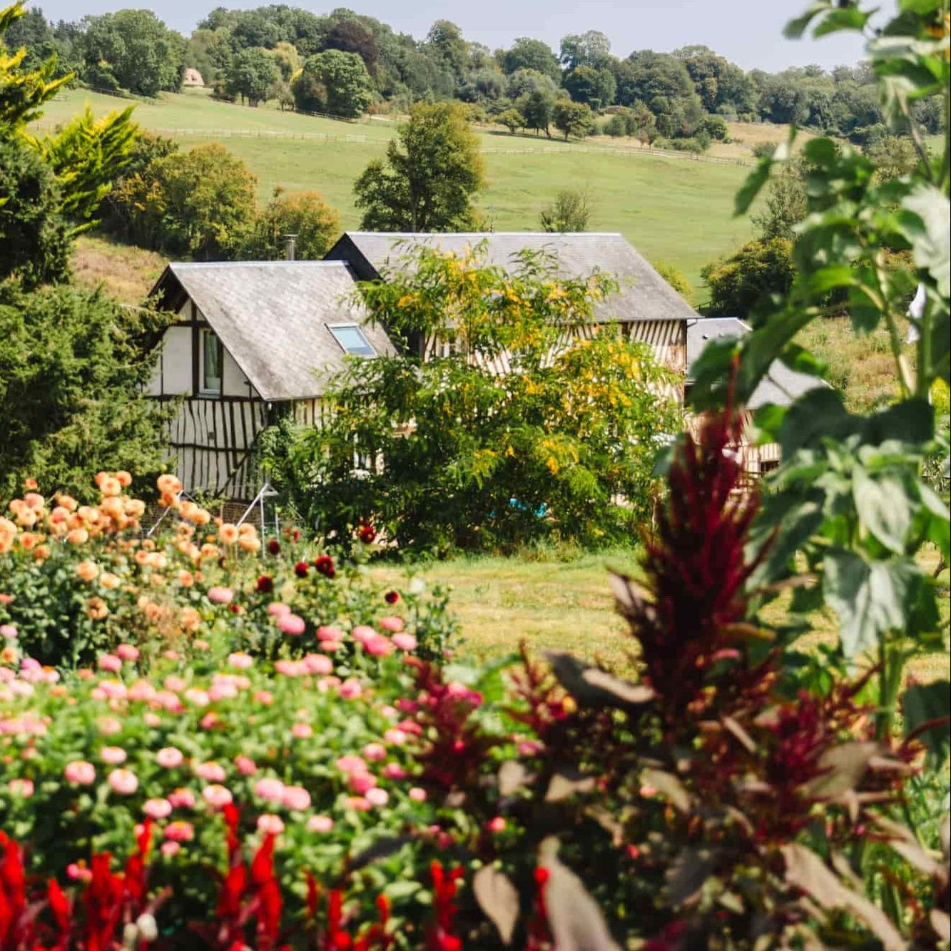 Champs de fleurs en pleine floraison à la ferme florale Fleurs de la Clarté en Normandie. Culture durable en permaculture devant la maison traditionnelle à colombages.