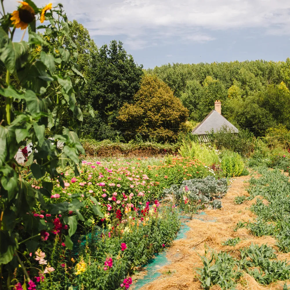 Champs de fleurs en pleine floraison à la ferme florale Fleurs de la Clarté en Normandie. Culture durable en permaculture devant la maison traditionnelle à colombages.