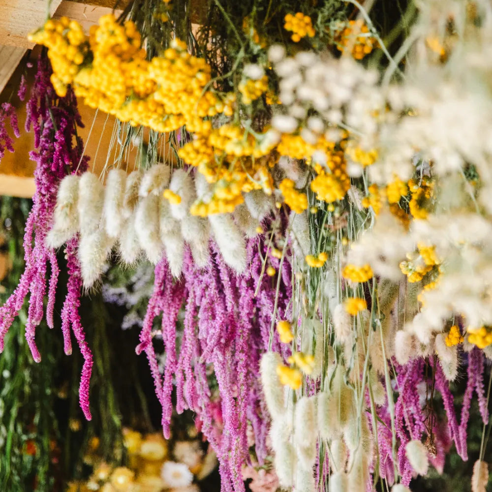 Fleurs séchées naturelles (lagurus, statice, lona, pampa) cultivées à la ferme florale de Saint-Jouin près de Dozulé.