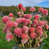 Gomphrena globosa rose séchée