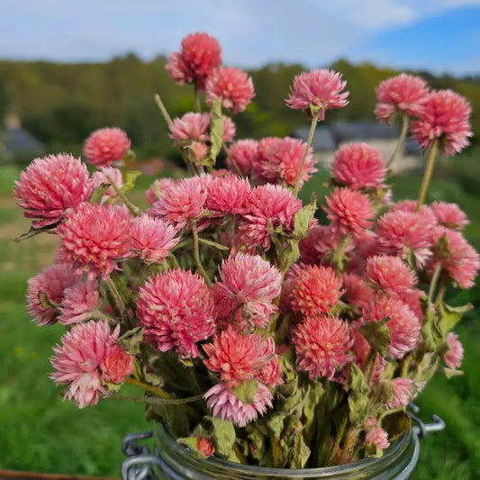 Achat en vrac direct producteur de solides tiges de Gomphrena rose à notre ferme de Saint-Jouin, située à proximité de Caen.
