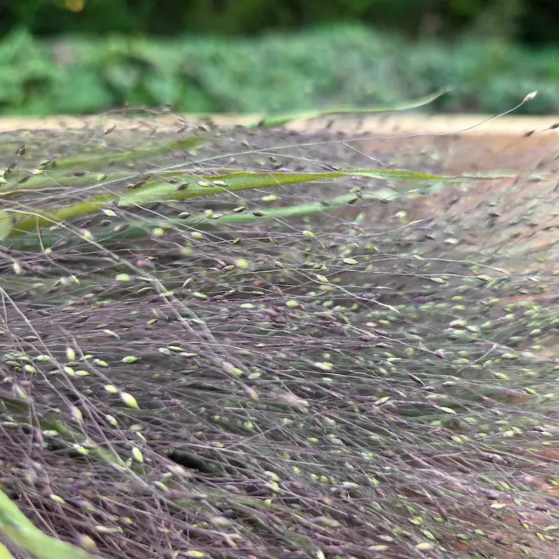 Gros plan sur les minuscules graines suspendues du Panicum, conservées intactes par notre méthode de séchage artisanale.