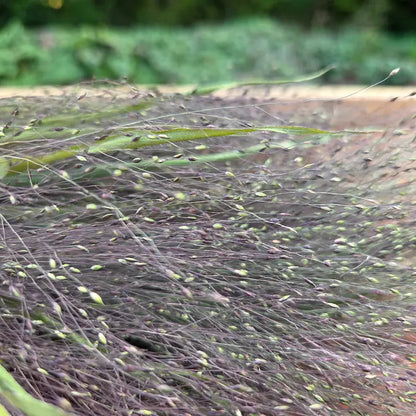 Gros plan sur les minuscules graines suspendues du Panicum, conservées intactes par notre méthode de séchage artisanale.