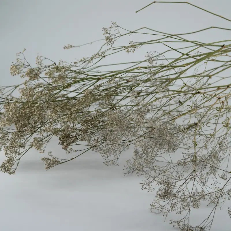 Gypsophile séché blanc naturel