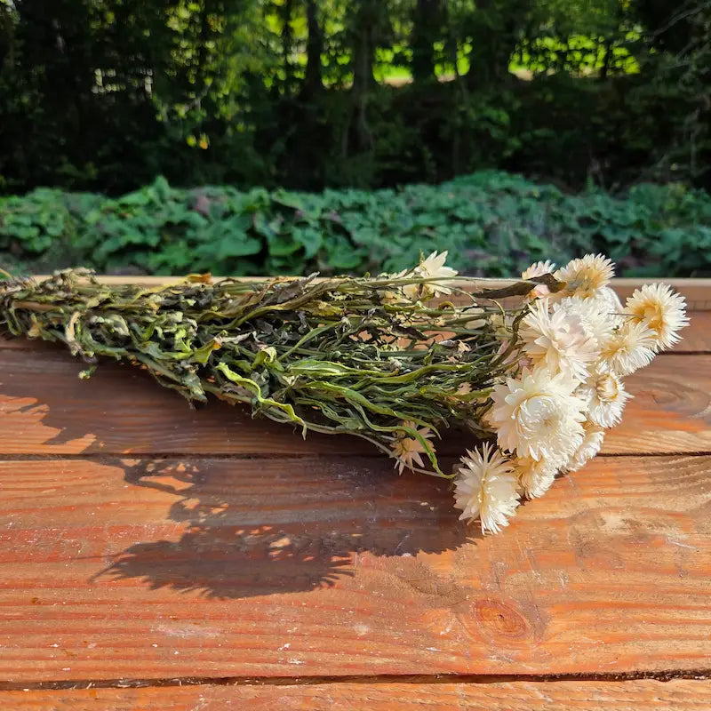 botte d'immortelles blanches de la ferme florale des Fleurs de la Clarté en Normandie