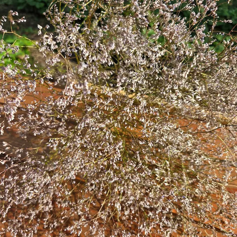 Tiges solides de Limonium blanc issu de notre prestigieuse collection de plantes vivaces, cultivé avec rigueur en agriculture raisonnée dans le département du Calvados.