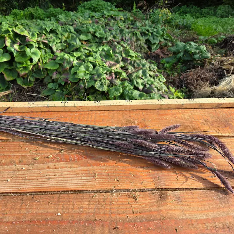 Tiges de Sétaire noire de plus de 50 cm, cultivées en permaculture pour garantir une robustesse optimale.