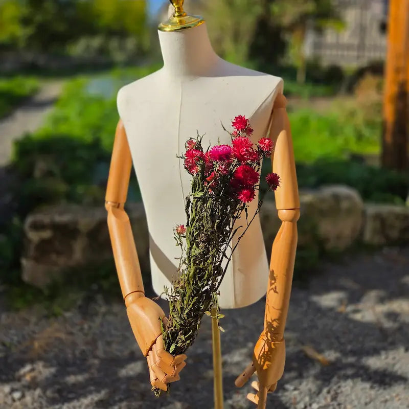 Inspection de la régularité des tiges d'immortelles roses, produites de la graine au bouquet par la ferme naturelle Fleurs de la Clarté.