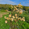 Matricaire tetra white séchée